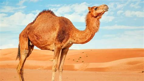 Can You Own A Pet Camel? 5 Surprising Facts!