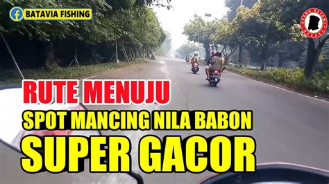 RUTE SPOT MANCING NILA BABON YANG LAGI GACOR YouTube