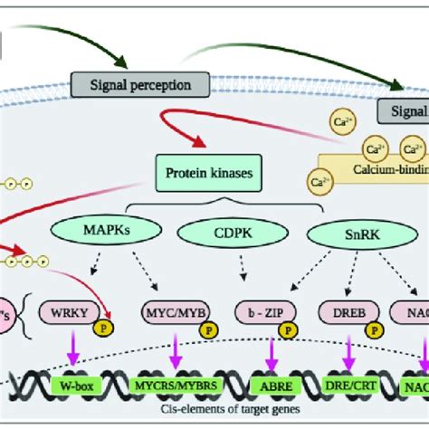 The general scheme for the activation of transcription factors by ... 