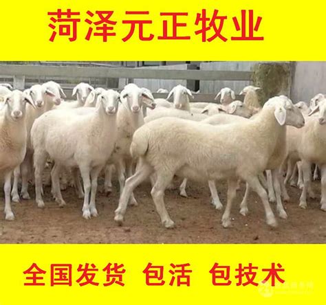 小尾寒羊大母羊价格 山东小尾寒羊种羊价格 湖羊 山东济宁 食品商务网