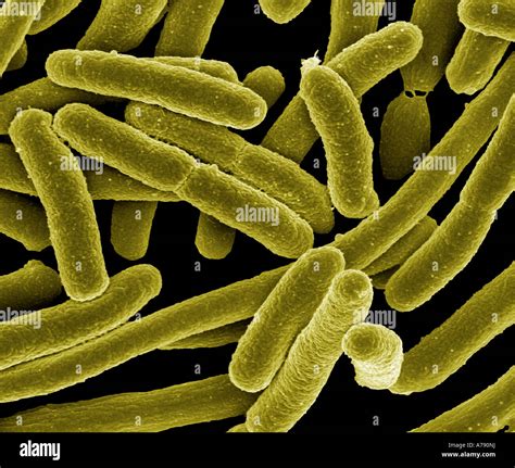 Escherichia Coli Sem Hi Res Stock Photography And Images Alamy