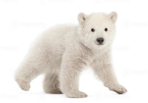 Polar Bear Cub Ursus Maritimus Months Old Walking Stock