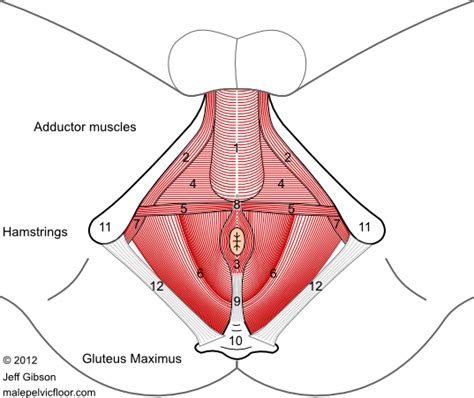 Diagram Of Male Groin Area Inguinal Canal Anatomy Contents And Hernias Kenhub Hand Of A Man