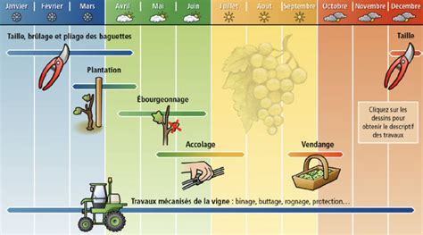 Les travaux de la vigne Pouilly Fumé