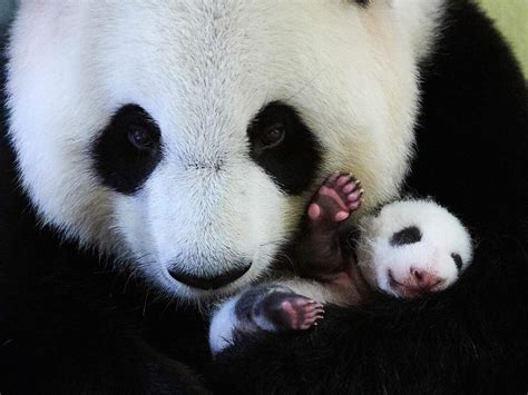 Fakten Zum Lebensraum Des Großen Pandas