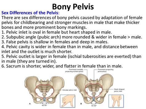 Pelvis And Perineum Unit Lecture 11 د حيدر جليل الأعسم Ppt Video