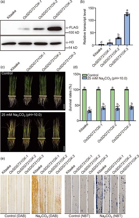 Characterization Of Ossdg Overexpression Ossdg Ox Lines A