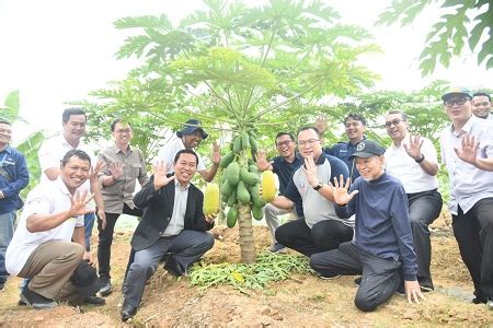 Pepaya Calina Produk Petani Ipb University Akan Tersedia Di Tiap Gerai