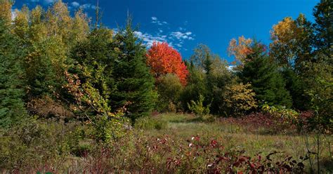 Tomass Hawkke S Naked Nature A Blink Of Autumn