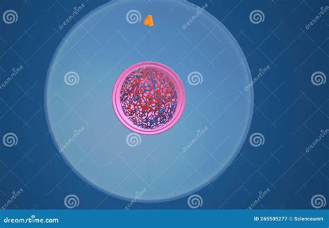 In Cell Biology, Mitosis is a Part of the Cell Cycle in Which ...