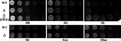 Growth of wild type (WT), Kl zwf1 ⌬ mutant ( ⌬ ), and Kl zwf1 ⌬ mutant ... 