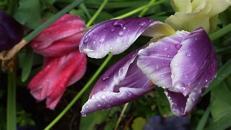 Blue Tulip In The Rain Julie Kertesz Flickr