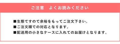 【越冬 国産オオクワガタ 成虫 オス単品 Mサイズ （60～69ミリ）】ククワガタ 昆虫 オオクワ 生き物 ペット 繁殖 ブリード プレゼント