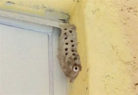 Mud Dauber Nest - What's That Bug?