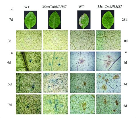 The Pathogenic Symptoms Trypan Blue And Diaminobenzidine Dab