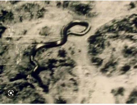 As Of Yet Unknown Species Of Giant Snake In The Congo Photographed And