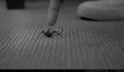 Scary Jumping Spider Gif | Unnerving Images for Your All