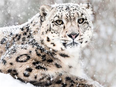 Centelleo Decir Excelente información del leopardo de las nieves Todos