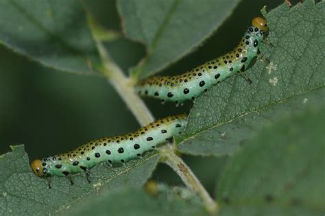 Rose Sawfly Arge Pagana Larvae Photographed In Newton S Flickr