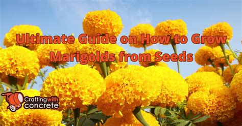 Ultimate Guide How To Grow Marigolds From Seeds Craftingwithconcrete