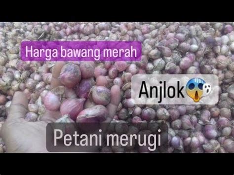 Harga Bawang Merah Anjlok YouTube