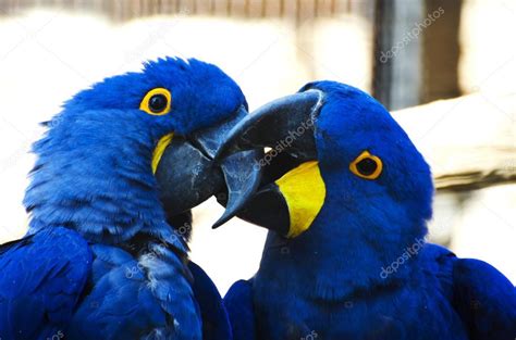 Parrots kissing — Stock Photo © maury75 #17468967