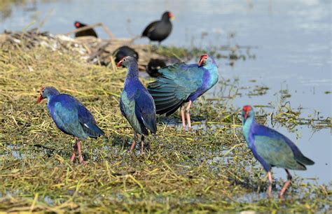 Harike Wetland : Arrival Of Migratory Birds – CrackitToday Affairs