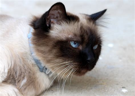 1920x1080 wallpaper | siamese cat | Peakpx