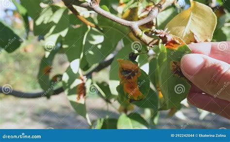 A Woman S Hand Shows Diseased Leaves And Fruits Of A Pear Caused By The Fungus Gymnosporangium