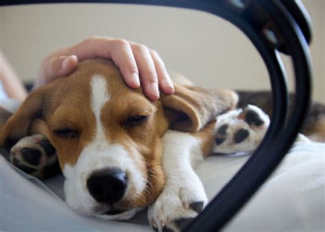 how to deal with dog dying