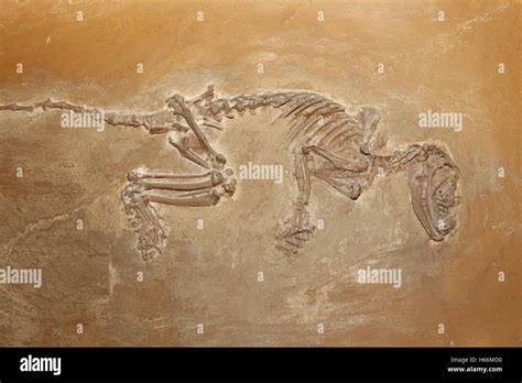 Fossil Mammal, Aumelasia sp., Eocene, Germany Stock Photo - Alamy