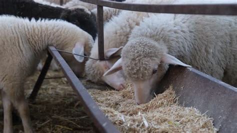 Sheep Eating Hay, Stock Video - Envato Elements