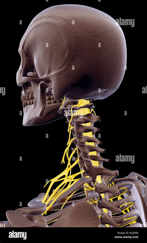 The nerves of the neck Stock Photo - Alamy