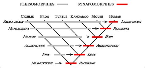 Hominid Cladogram