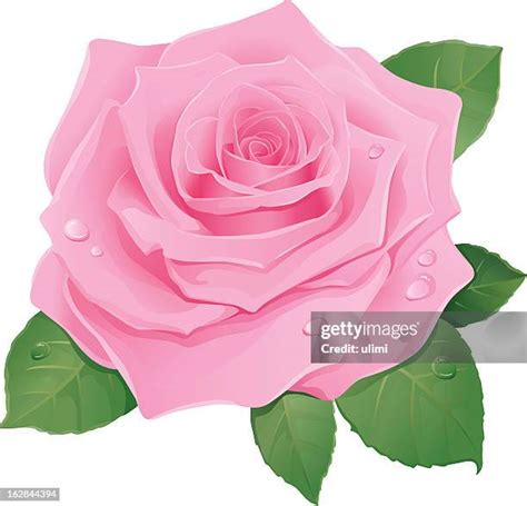 animated roses stock  high res pictures  images