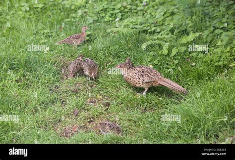 Wild Pheasant Chicks Feeding In Oxford Garden Stock Photo 25378424 Alamy