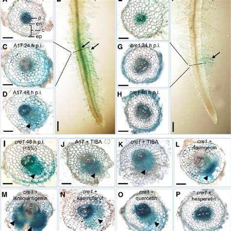 Nodules Restored On Cre1 Mutant Roots Treated With Selected Flavonoids