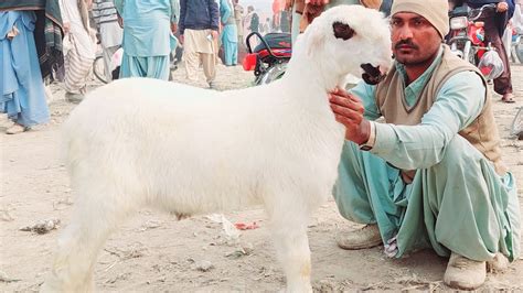 Dera Bakra Mandi Bakray Ka Rate Rajanpuri Gulabi Bakriyan 2023