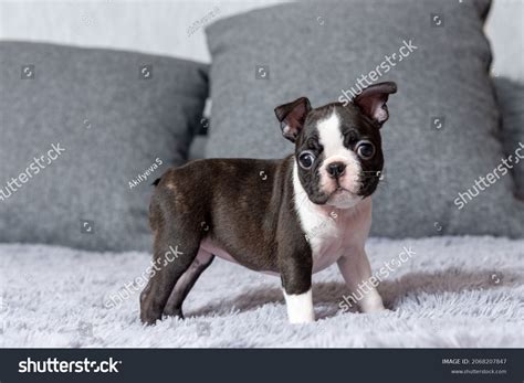 10,852 Puppy Boston Terrier Images, Stock Photos & Vectors | Shutterstock