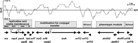 Genetic Organization Of Plasmid Pami2 The Plot Shows The G ϩ C Content Download Scientific