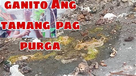 Pano B Mag Purga Sa Ating Mga Alagang Kalapati Panoorin Mo YouTube