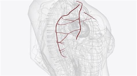 Premium Photo | Branches of right subclavian artery