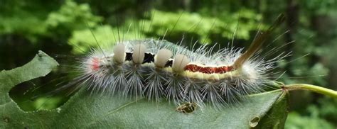 Tussock moth caterpillar | David George Haskell