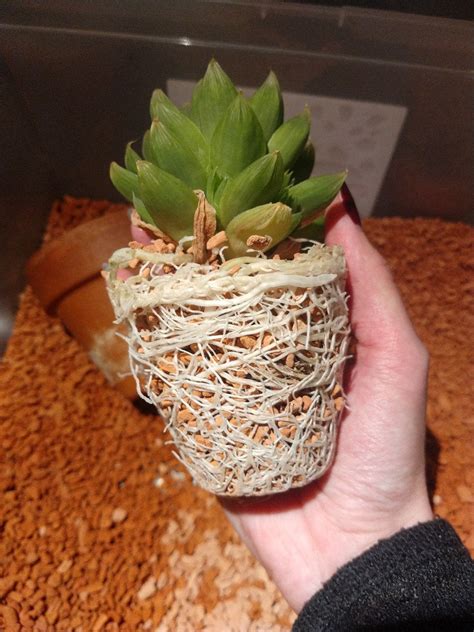 Heard You Guys Like Roots Haworthia