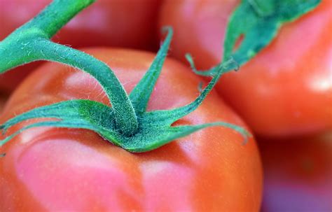 Tomate Strauchtomate Gemüse Kostenloses Foto auf Pixabay Pixabay