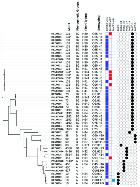 SNP Derived Phylogenetic Tree Of The UPEC ESBL Strains In This Study