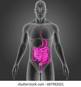 Digestive System Anterior View 3d Illustration Stock Illustration