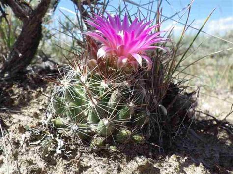 ᐈ Top 10 Cactus RESISTENTES al FRÍO 40 2024