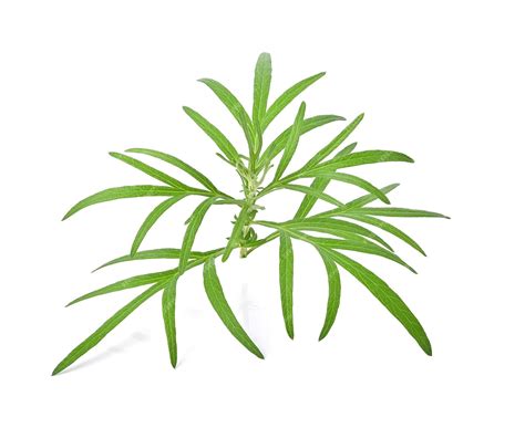 Premium Photo | Artemisia vulgaris l sweet wormwood mugwort or