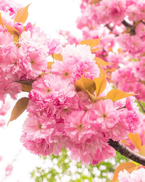 Cherry Blossom Tree 4k Wallpaper Photos, Download The BEST Free Cherry ...